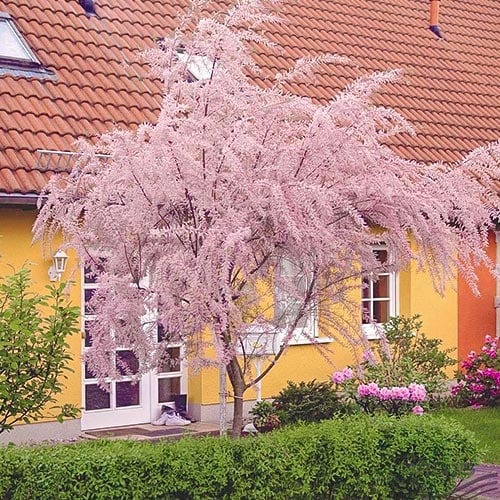 Tamariska, P9 slika 1 članek 9102