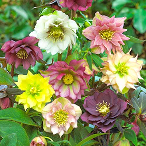Teloh (Hellebore) Double Ellen večbarvna mešanica slika 1 članek 70459