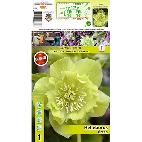 Teloh (Helleborus) Double Ellen Green slika 1 članek 70409