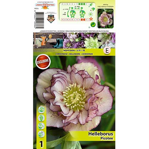 Teloh (Helleborus) Double Ellen Picotee slika 1 članek 70410