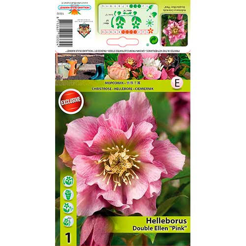 Teloh (Helleborus) Double Ellen Pink slika 1 članek 76262