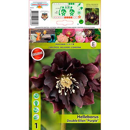 Teloh (Helleborus) Double Ellen Purple slika 1 članek 76263