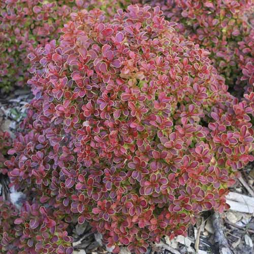 Thunbergov češmin Admiration PBR, С2 slika 1 članek 8505