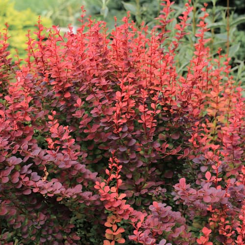 Thunbergov češmin Atropurpurea slika 1 članek 5645