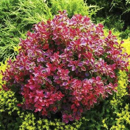 Thunbergov češmin Coral PBR, С2 slika 1 članek 8506