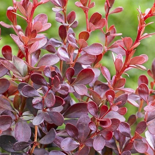 Thunbergov češmin Dart's Red Lady, P9 slika 1 članek 9001