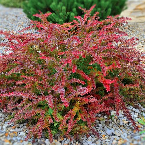 Thunbergov češmin Golden Ring, P9 slika 1 članek 9003