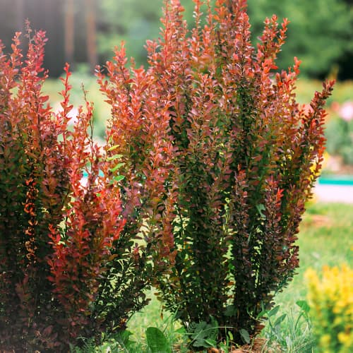 Thunbergov češmin Helmond Pillar slika 1 članek 9559