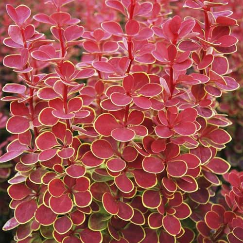 Thunbergov češmin Orange Sunrise PBR, С2 slika 1 članek 8507