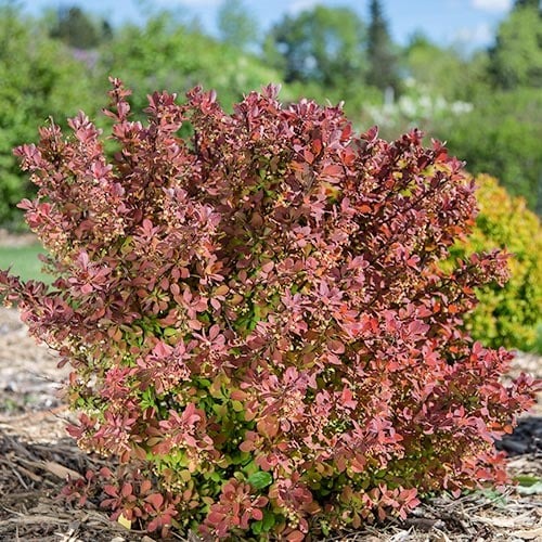 Thunbergov češmin Pink Perfection slika 1 članek 9558