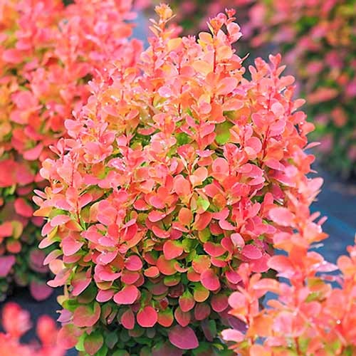 Thunbergov češmin Red Chief, P9 slika 1 članek 9002