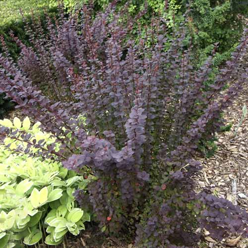 Thunbergov češmin Summer Chocolate PBR, С2 slika 1 članek 8508