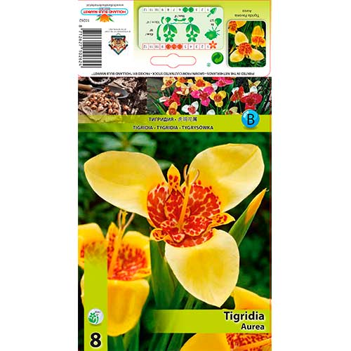 Tigridia Aurea slika 1 članek 70450