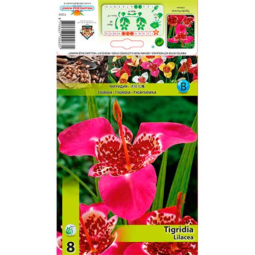 Tigridia Lilacea slika 1 članek 70451