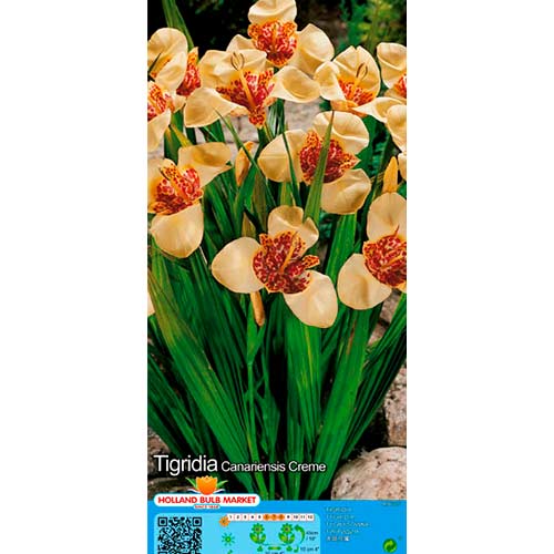 Tigridija Creme slika 1 članek 76501