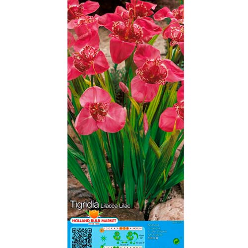 Tigridija Lilac slika 1 članek 76502