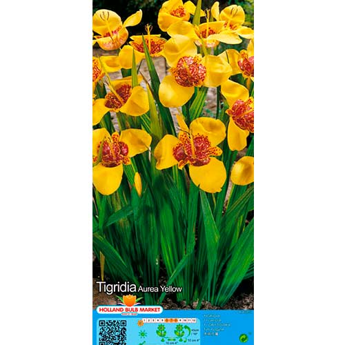 Tigridija Yellow slika 1 članek 76505