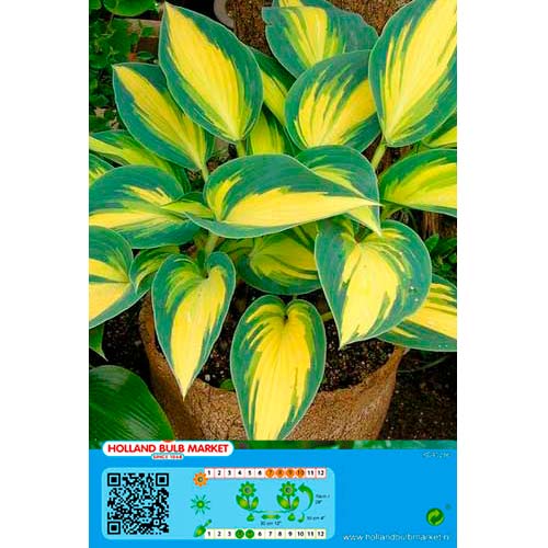Trpotčeva lilija (Hosta) Remember Me slika 1 članek 76461