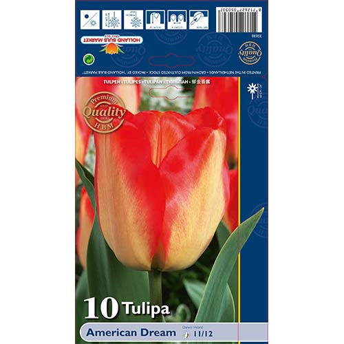 Tulipan Darwin American Dreams slika 1 članek 68026