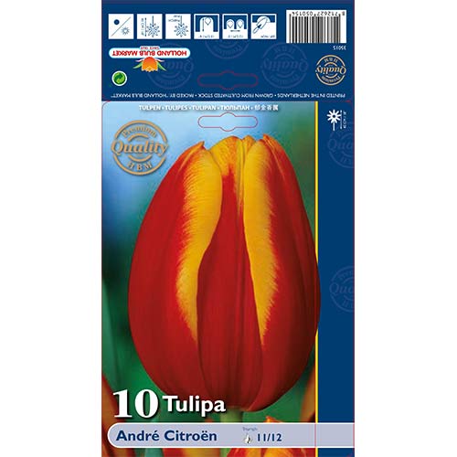 Tulipan Andre Citroen slika 1 članek 67898