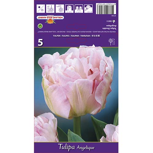 Tulipan frotirni Pink Angelica slika 1 članek 67684