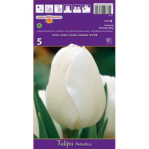 Tulipan Triumph Antarktika slika 1 članek 70216