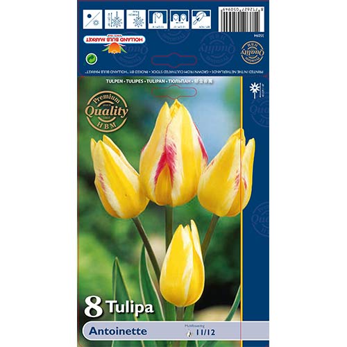 Tulipan mnogocvetni Antoinette slika 1 članek 70256