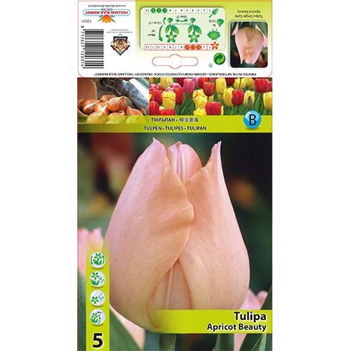 Tulipan Apricot Beauty slika 1 članek 67864