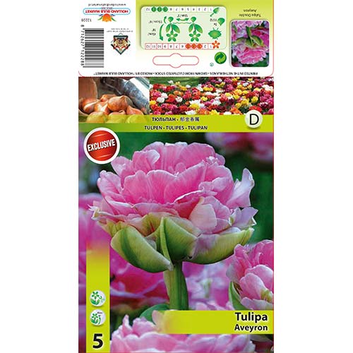 Tulipan Aveyron slika 1 članek 68075