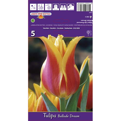 Tulipan Ballade Dream slika 1 članek 67477