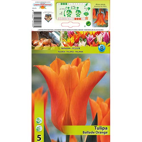 Tulipan Ballade Orange slika 1 članek 67690