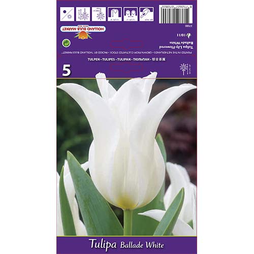 Tulipan lilijevka Ballad White slika 1 članek 67691