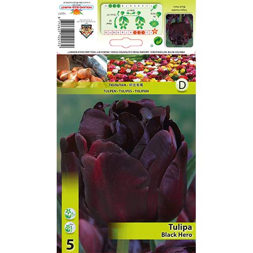 Frotirni tulipan Black Hero slika 1 članek 67455