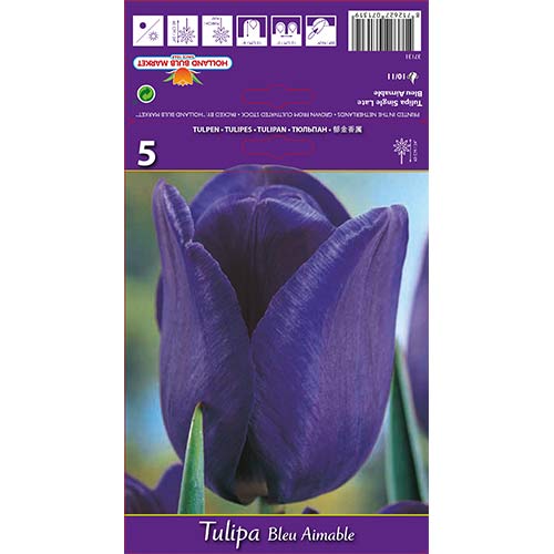Tulipan Triumph Blue Amable slika 1 članek 67705