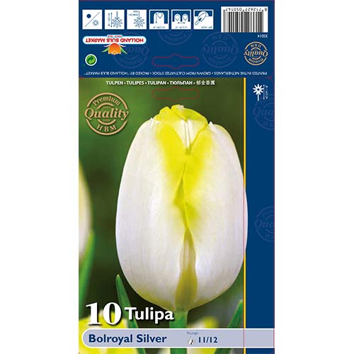 Tulipan Triumph Bolroyal Silver slika 1 članek 67706