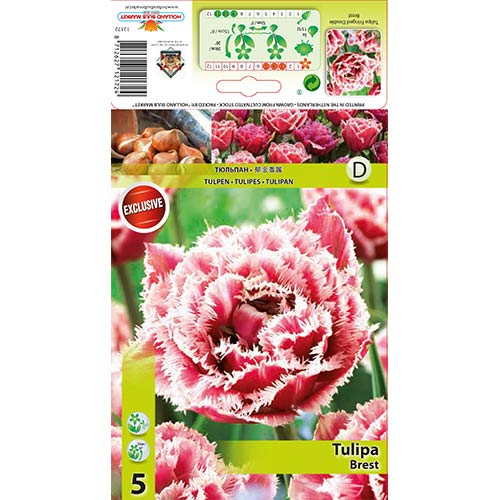 Tulipan Brest slika 1 članek 68076