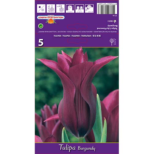 Tulipan lilijevka Burgundy slika 1 članek 67759