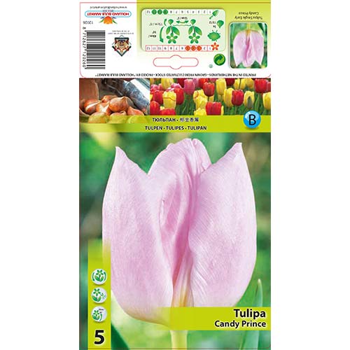 Tulipan Candy Prince slika 1 članek 67746