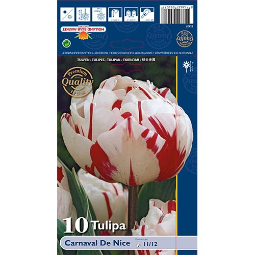 Tulipan frotirni Purple Carnaval de Nice slika 1 članek 67738