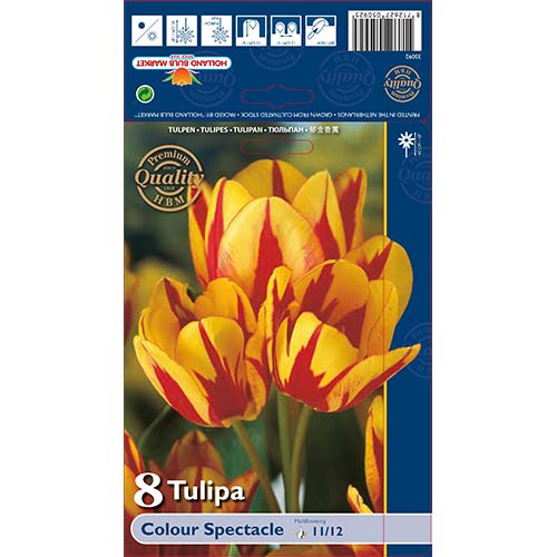 Tulipan Colour Spectacle slika 1 članek 67724