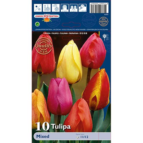 Tulipani Darwin, mešanica slika 1 članek 67878