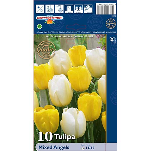 Tulipani Darwin Angel, mešanica slika 1 članek 70267