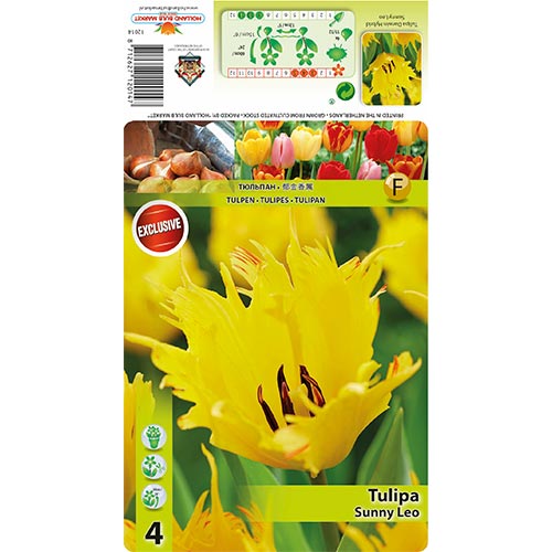 Tulipan Darwin Sunny Leo slika 1 članek 68400