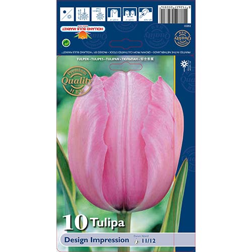 Tulipan Darwin Design Impression slika 1 članek 67728