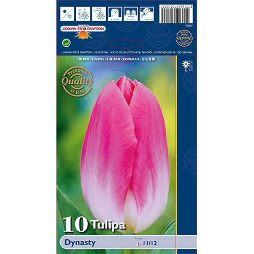 Tulipan Triumpg Dinasty slika 1 članek 68034