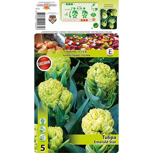 Tulipan Emerald Star slika 1 članek 68406