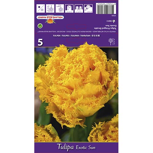 Resičast tulipan Exotic Sun slika 1 članek 67698