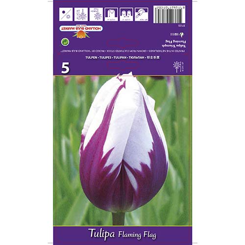 Tulipan Triumph Fleming Fleg slika 1 članek 68113