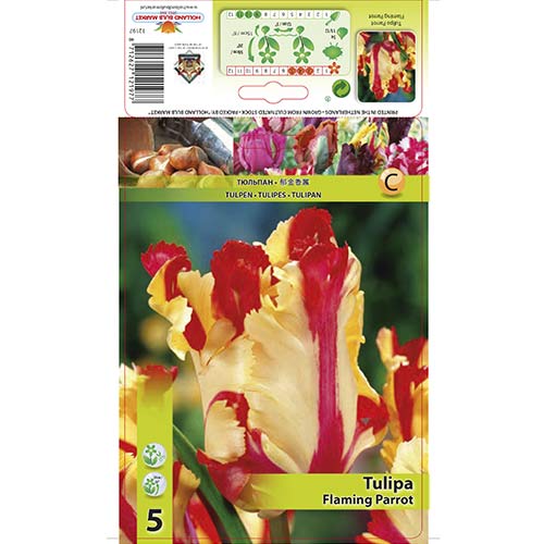 Tulipan Parrot Flaming Parrot slika 1 članek 67853