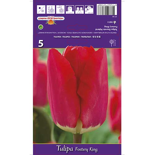 Tulipan Darwin Fostery King slika 1 članek 67856